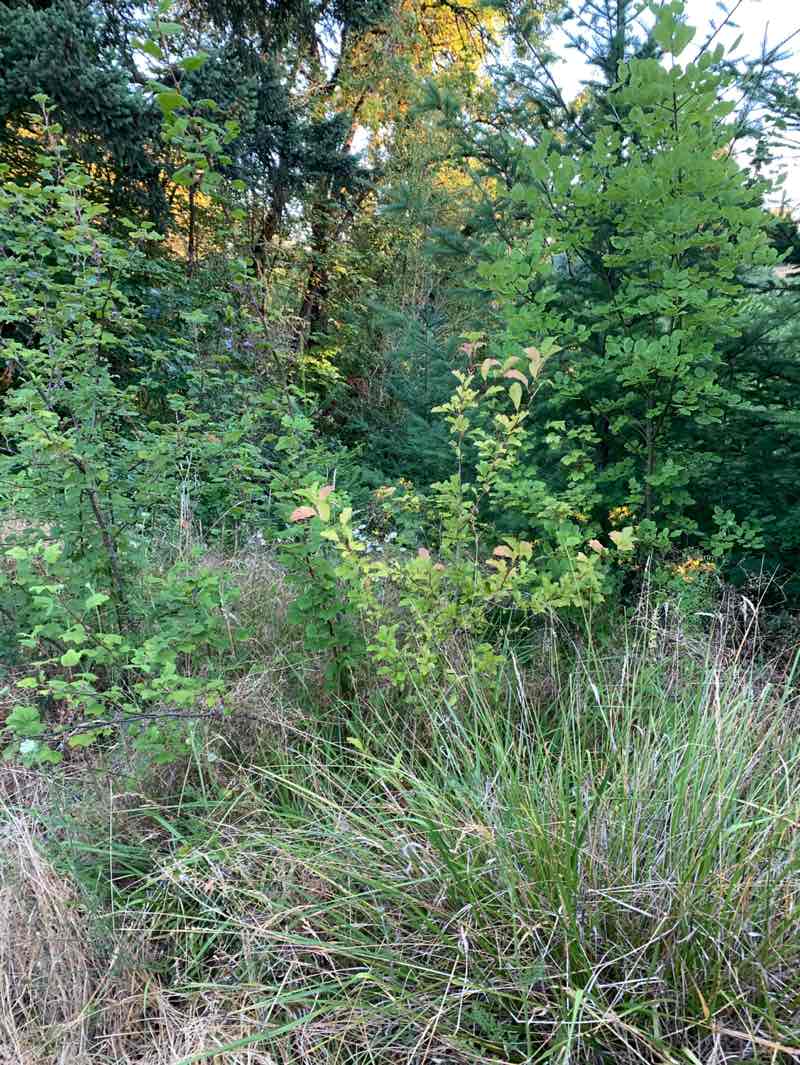 walking near me in Orenco Woods Nature Park in summer