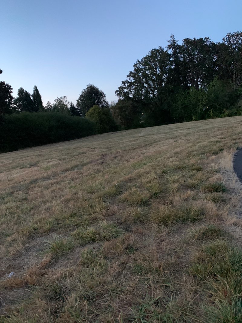 walking near me in Paula Jean Powerline Park in summer