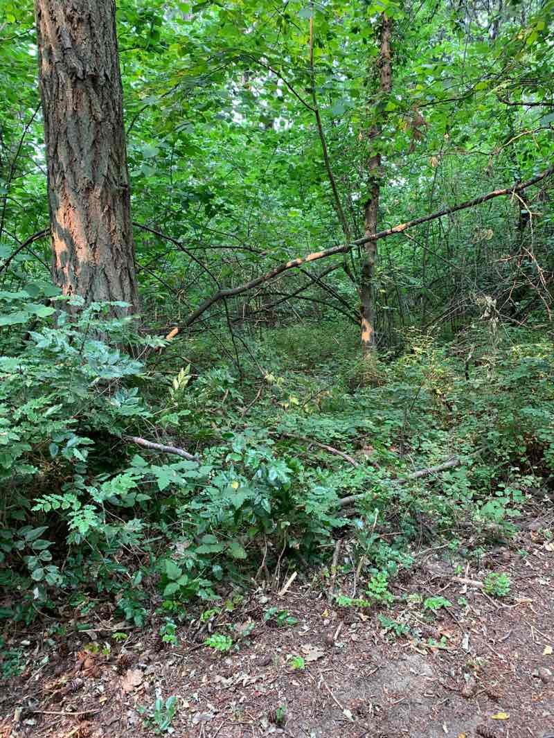 walking near me in Arlington Park in summer