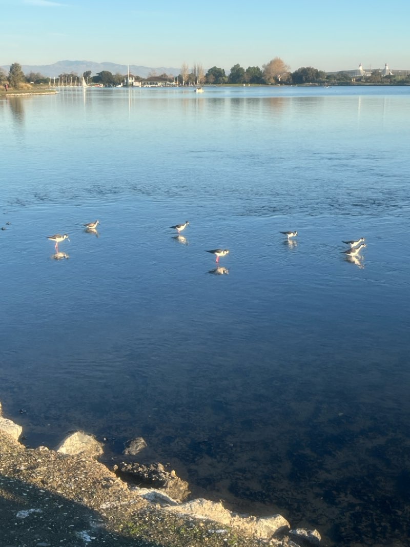 walking near me in Shoreline Park in winter