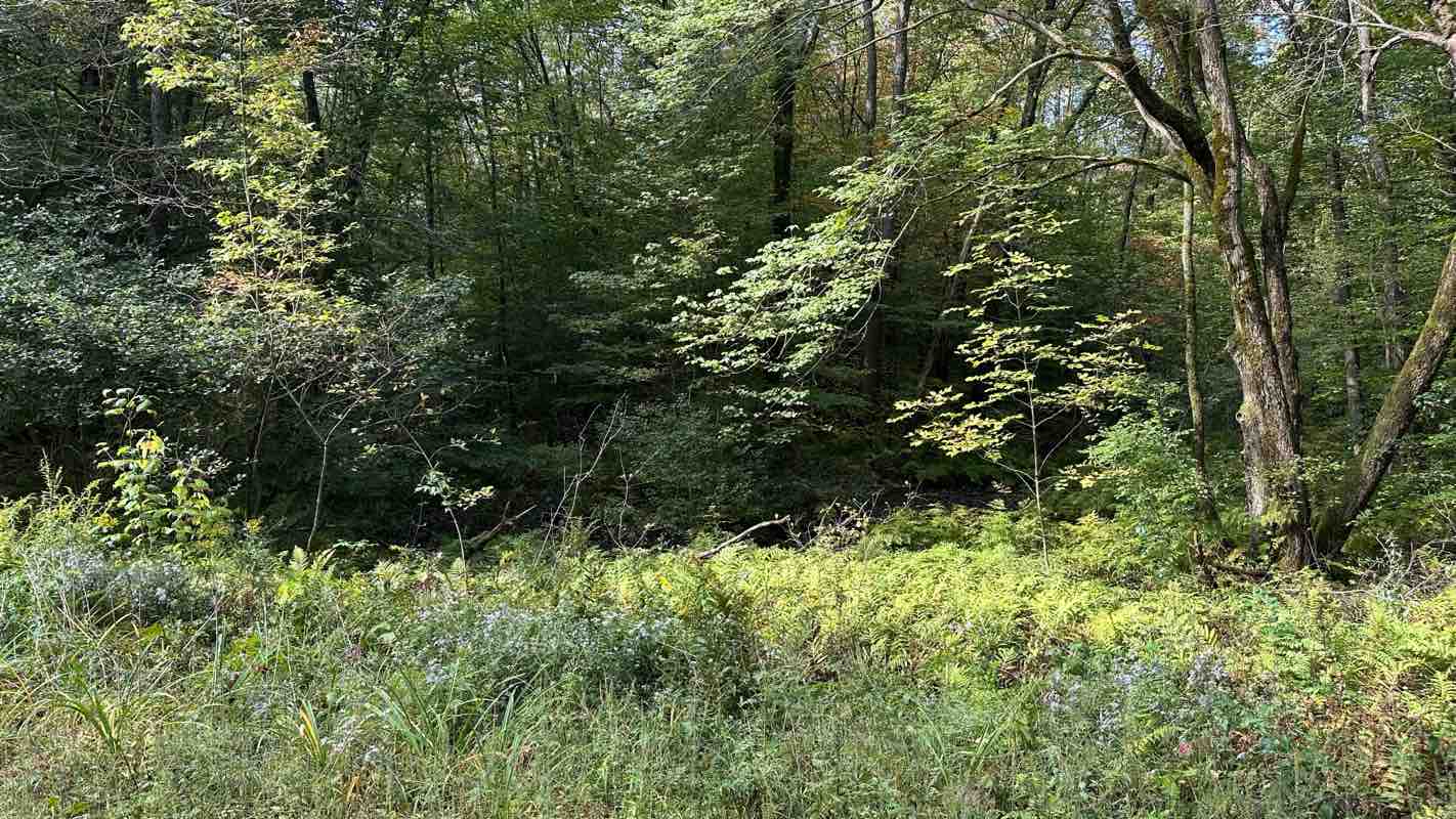 walking near me in Winona State Forest in autumn