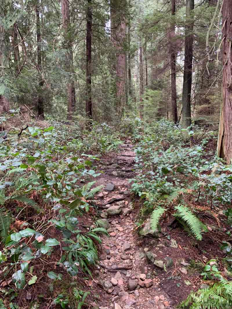 walking near me in Lighthouse Park in winter