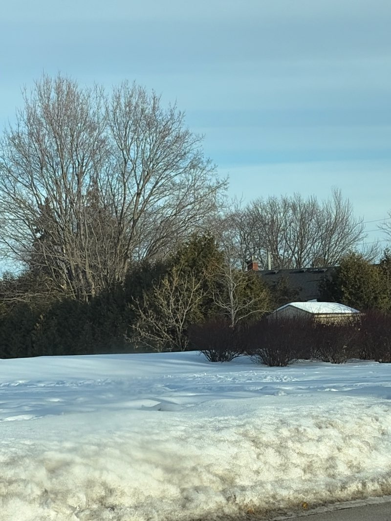 walking near me in Reservoir Park in spring