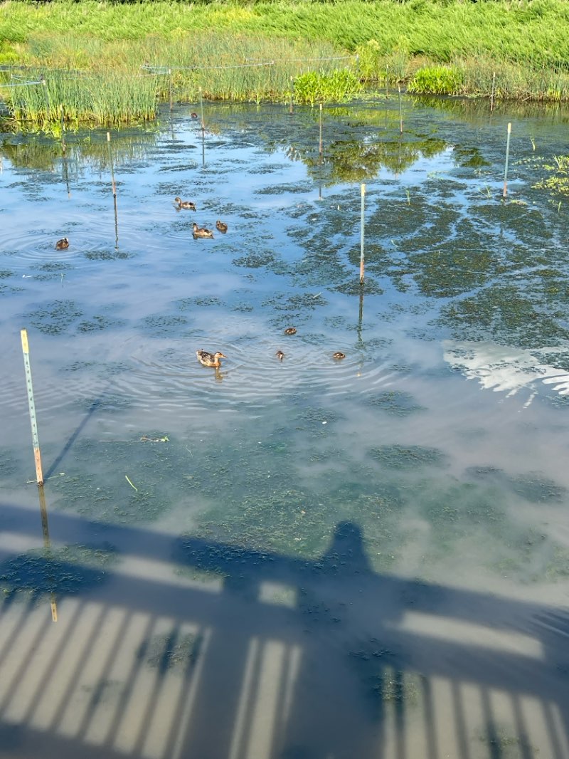 walking near me in Arrowbrook Park in summer