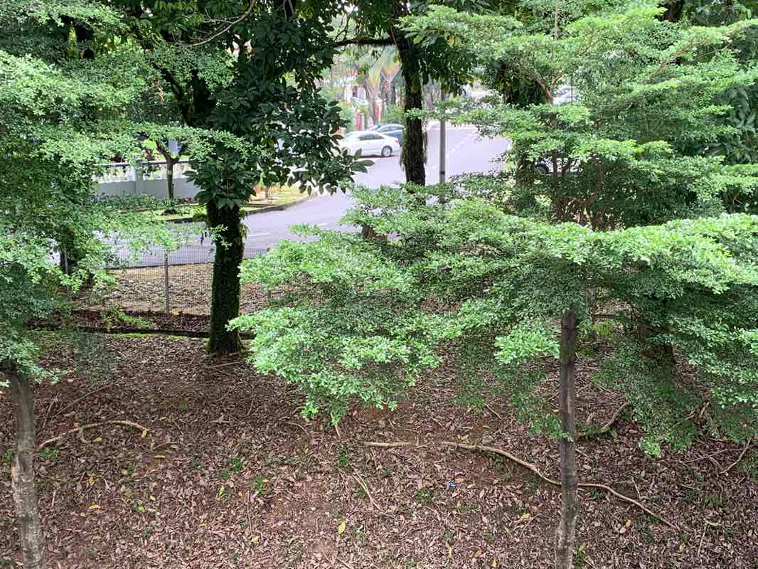 walking near me in USJ18 Park in spring