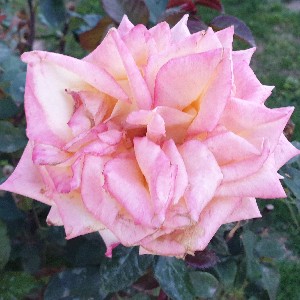 Fatima el 🇲🇦 ❤️🇲🇦