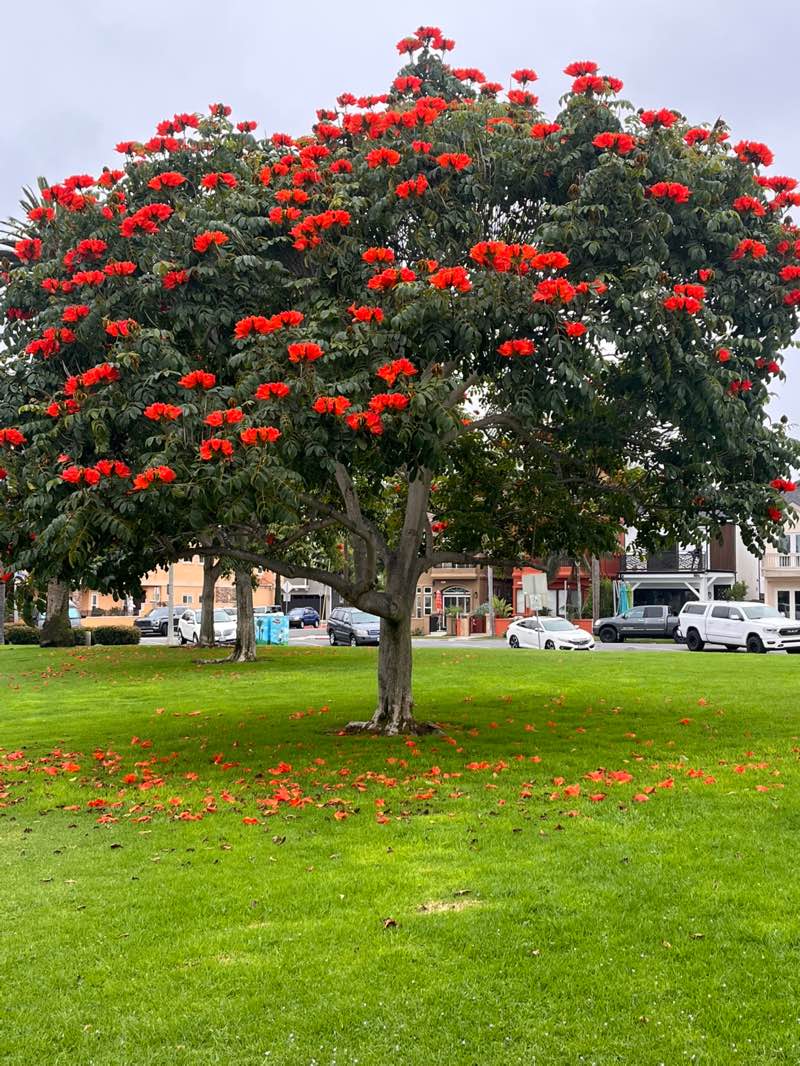 walking near me in Triangle Park in autumn