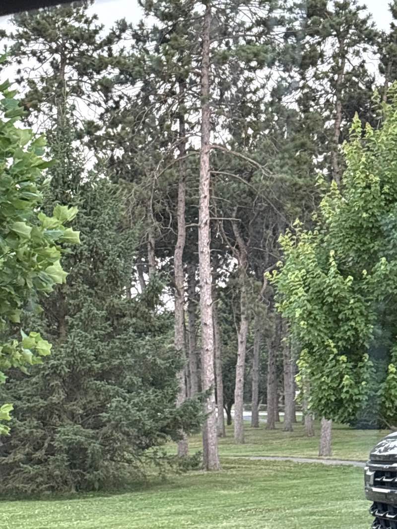 walking near me in Evergreen Park in summer