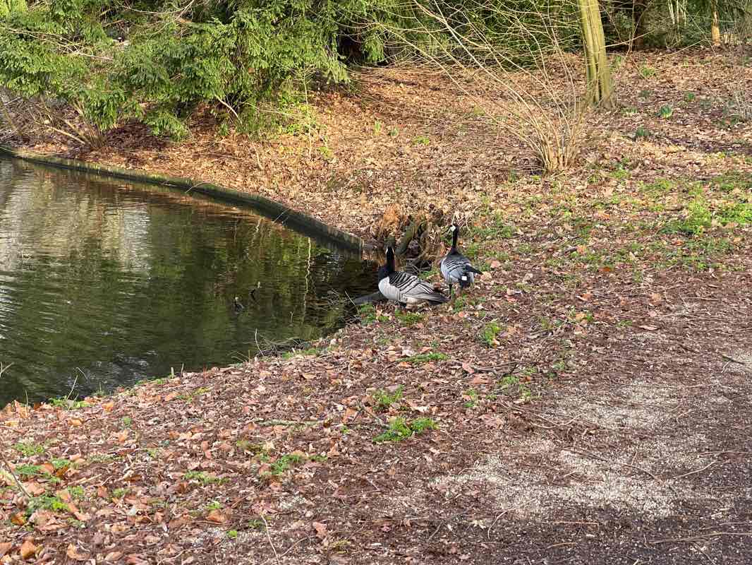 walking near me in Julianapark in winter