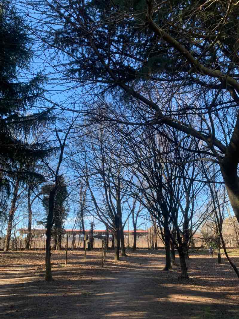 walking near me in Parco Lago Nord in winter
