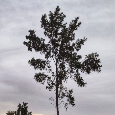 نادي واحة هجر للمشي والجري HOC yahya alabbad post image