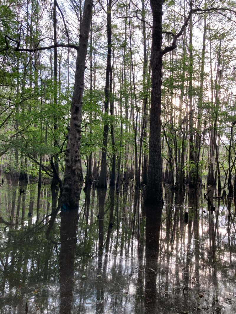 walking near me in Caddo Lake State Park in spring