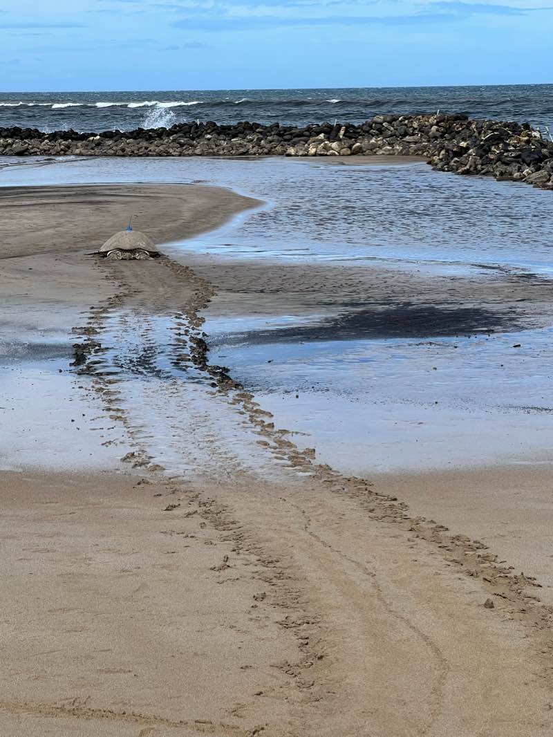 walking near me in Kalepolepo Beach Park in winter