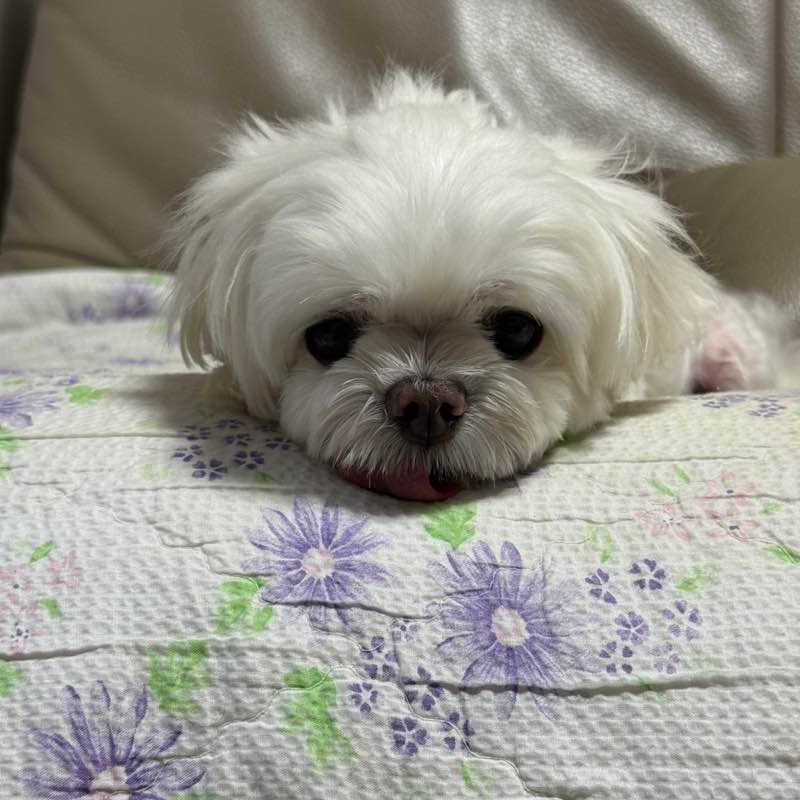 American 🇺🇸 Rush Ttari post image