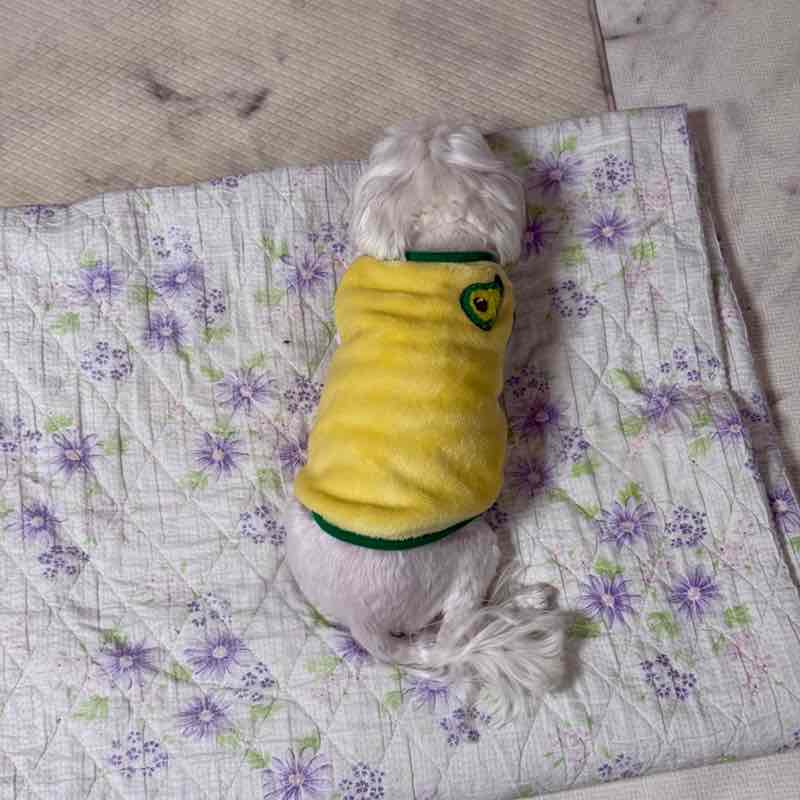 Walkingholic Rush Ttari post image