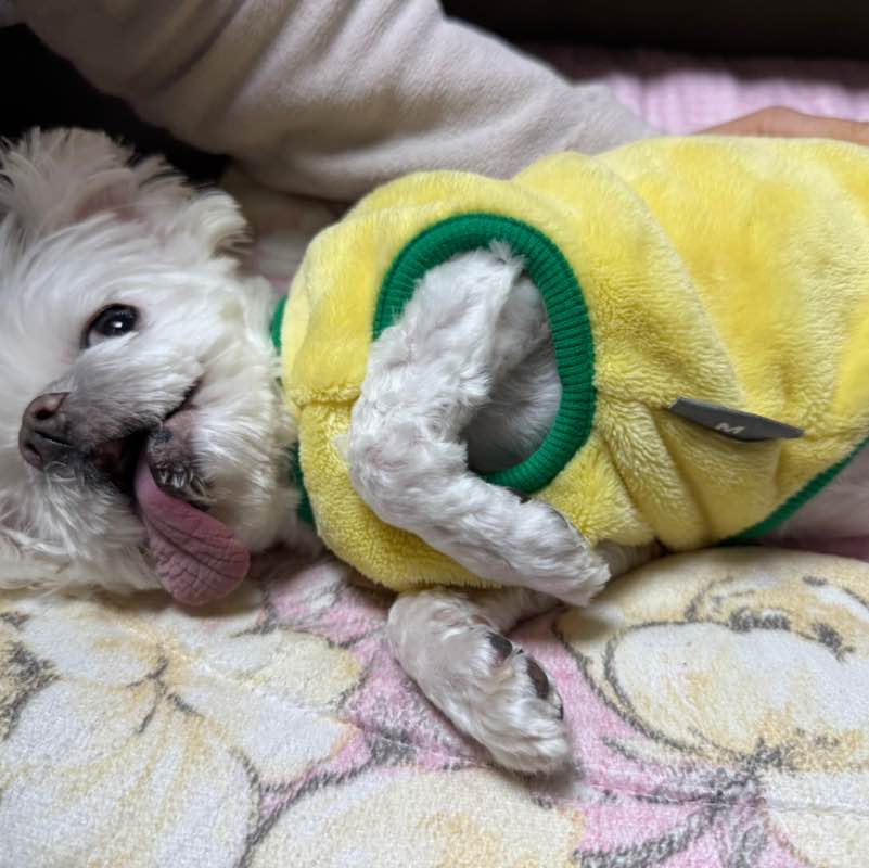 Walkingholic Rush Ttari post image