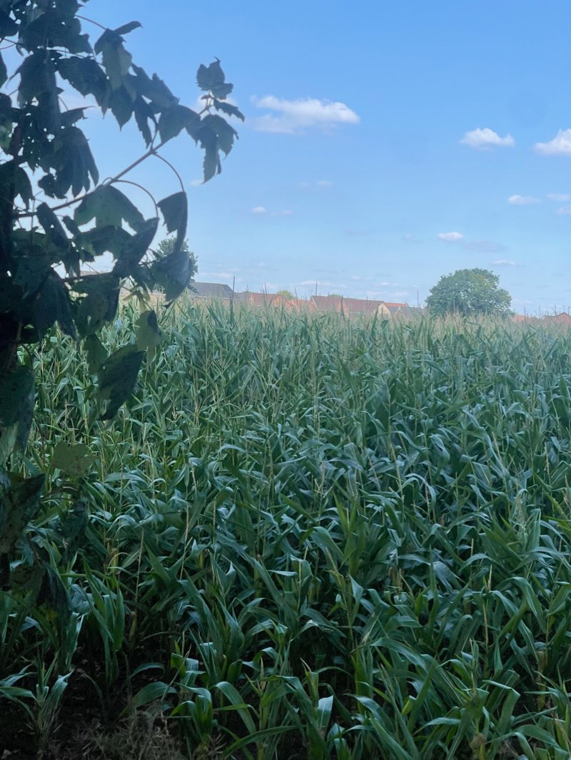 walking near me in Wrexham Rugby Club in winter