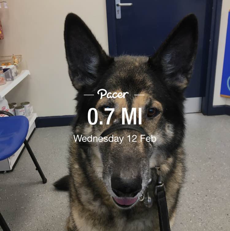 barefoot dog walker post 1