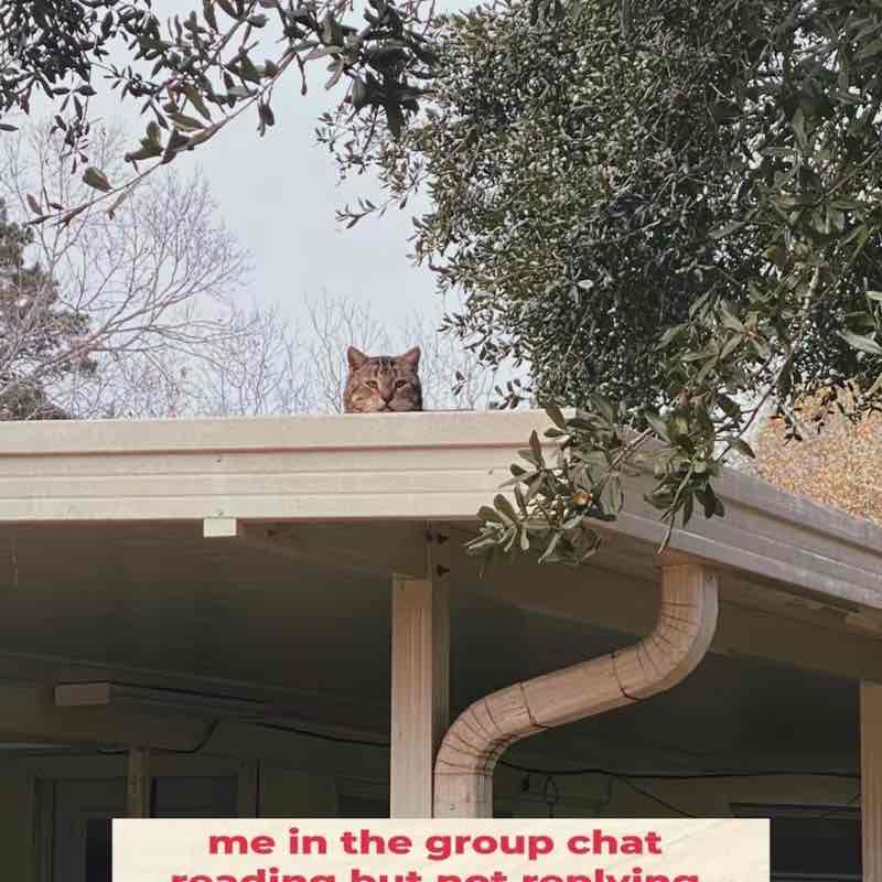 ICPBO Chantel post image