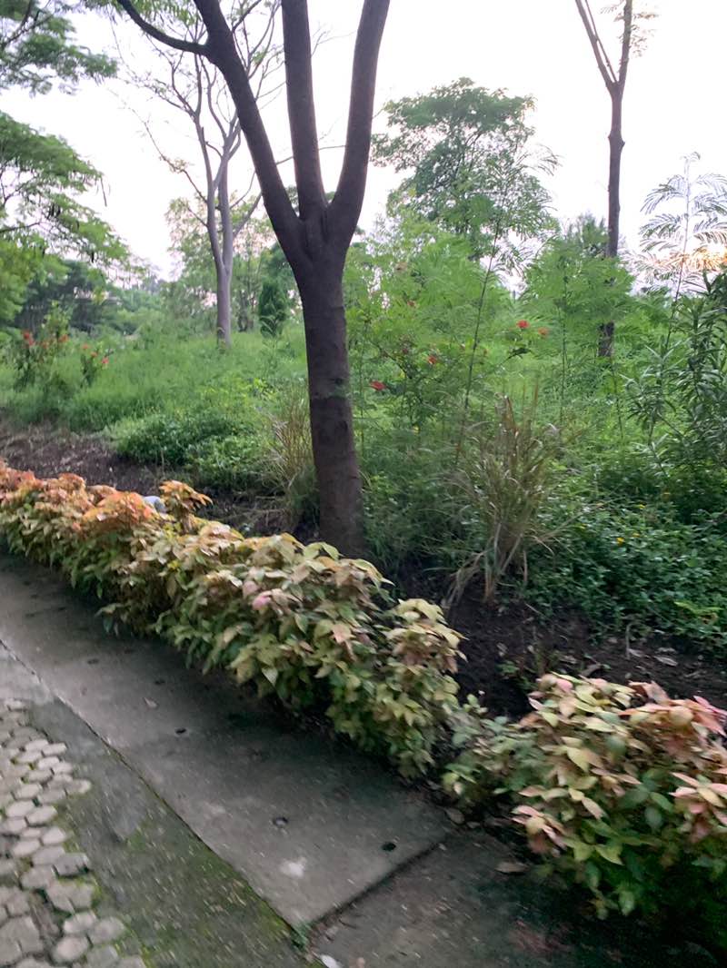 walking near me in Gurudwara Gobind Bagh in autumn