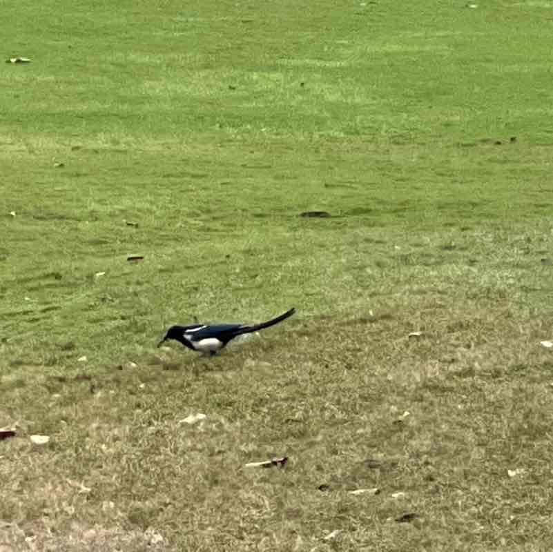 Tsu 足🏌🏿‍♀️⛳️🇹🇼 post 2