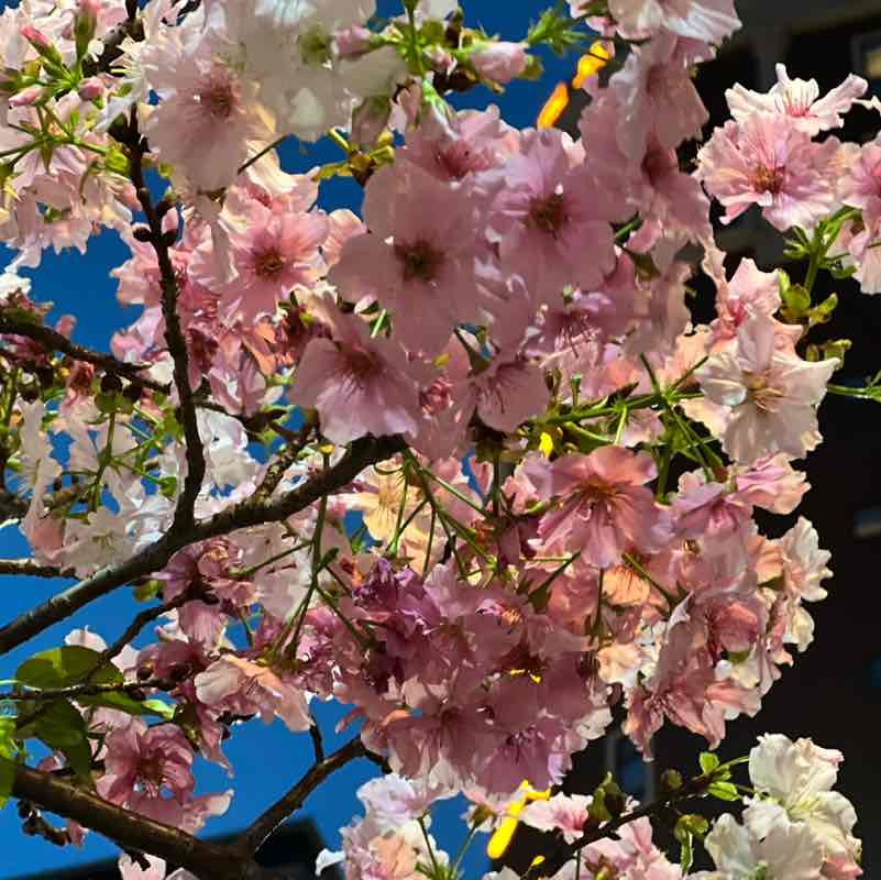 Tsu 足🏌🏿‍♀️⛳️🇹🇼 post 3