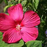 lysianefillancq post 1