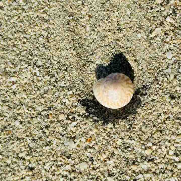 دانة RTNICU post 3