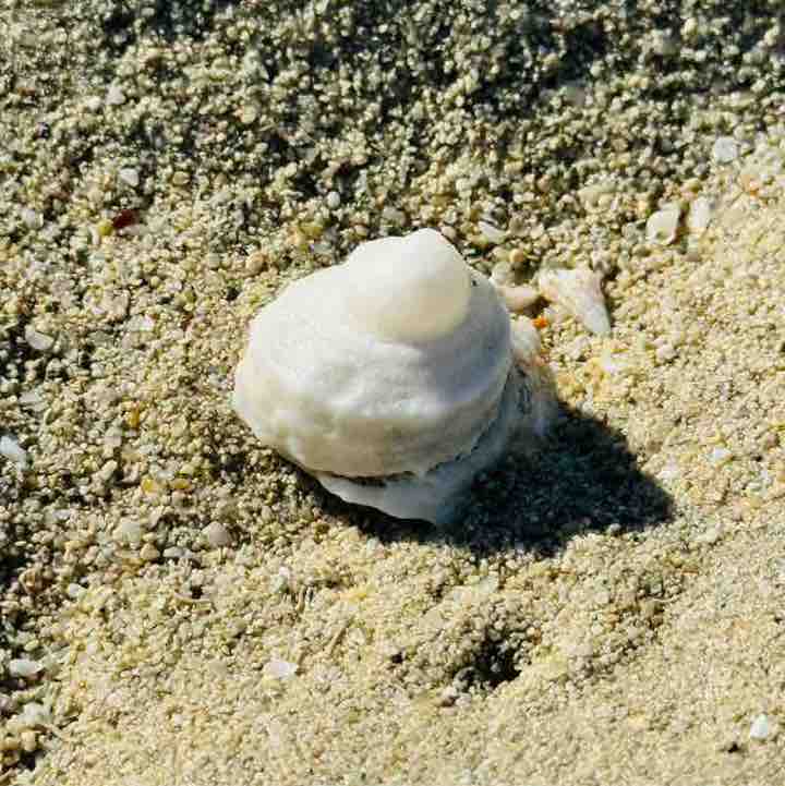 دانة RTNICU post 2