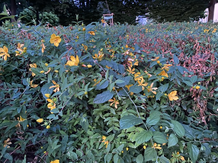 walking near me in Emlékkert in summer