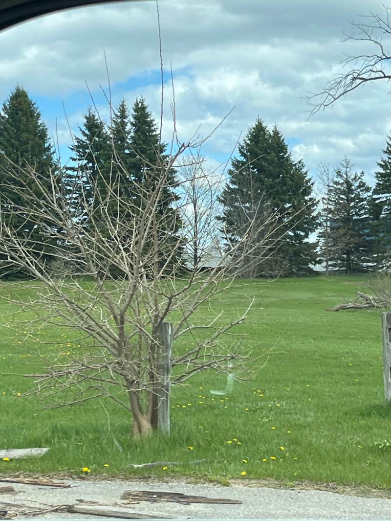 walking near me in Silver Meadows in spring