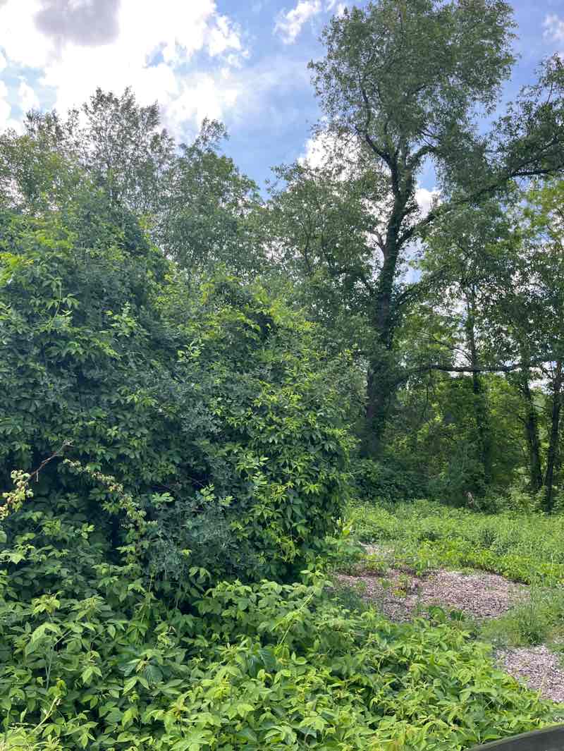walking near me in Mayfield Pond Park in summer