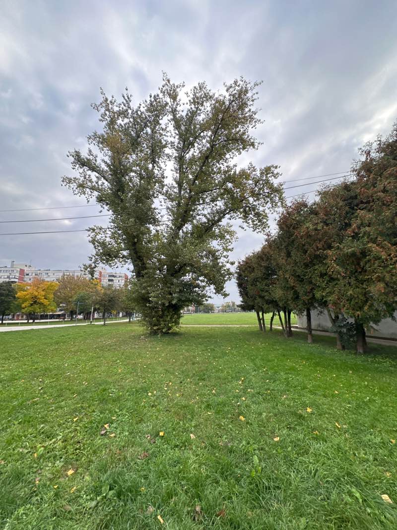 walking near me in Park hrvatskih dragovoljaca Domovinskog rata in autumn