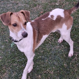 Gianfranco profile