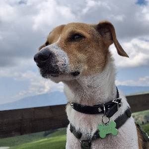 Gianfranco profile