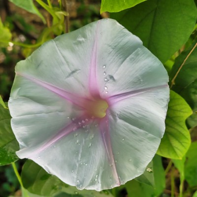 groupe marche à  Sauvian brigitteb34 post image