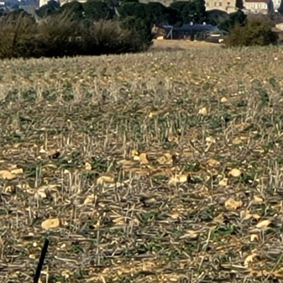 groupe marche à  Sauvian brigitteb34 post image