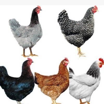 Run Zbyszek Run... 🇵🇱Zbyszek🇵🇱 post image