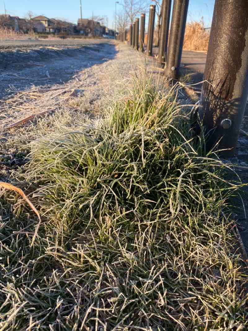 walking near me in 吉川運動公園 in winter