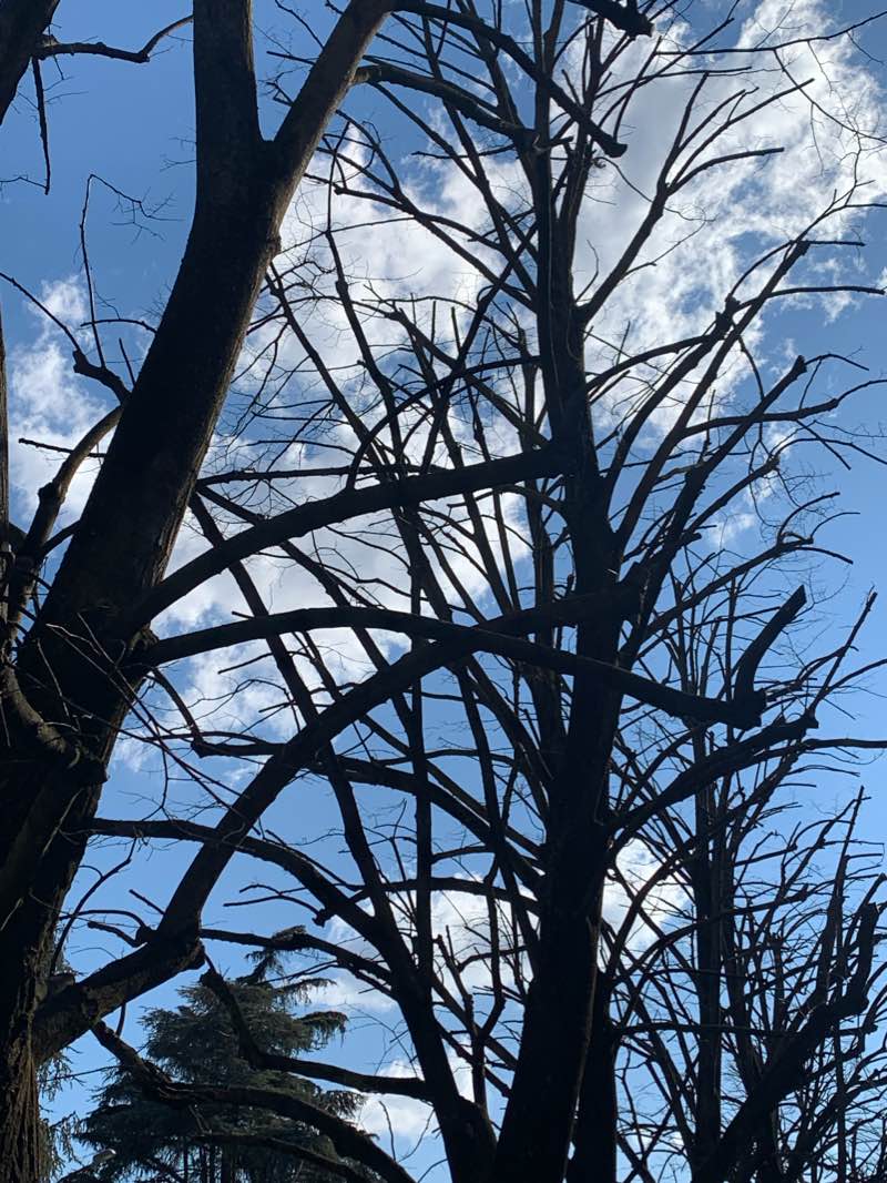 walking near me in Parco Gabriele Francesco in winter