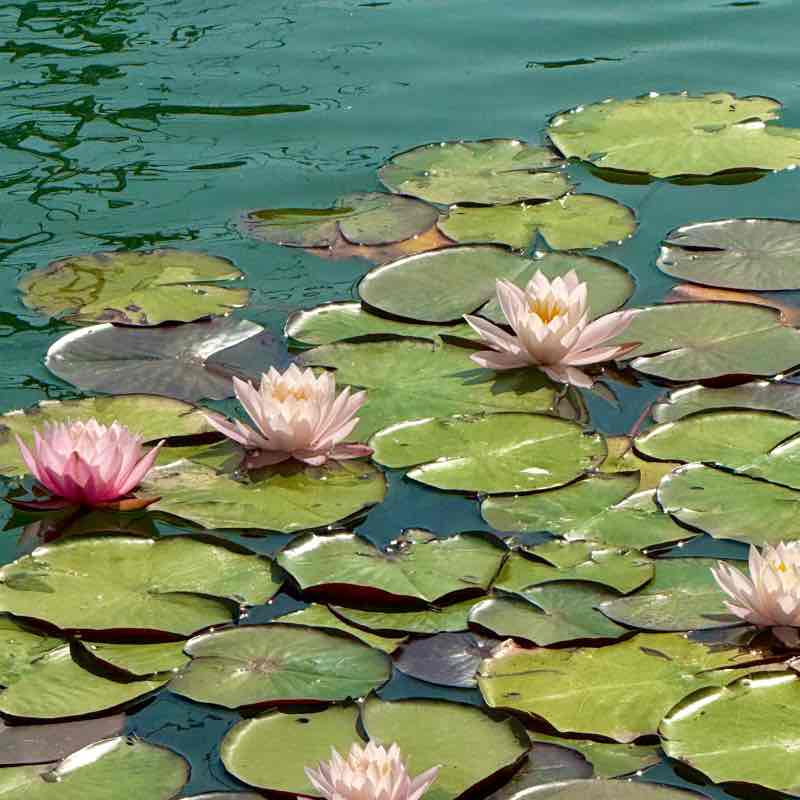 Hortencia 🦋 post 2