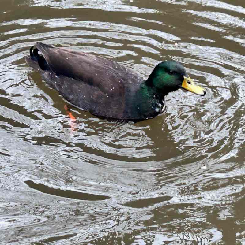 Walking Misfits🌼🌼🌼 Gwen post image