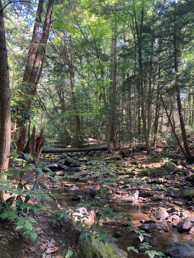 walking near me in Linn Run State Park in winter