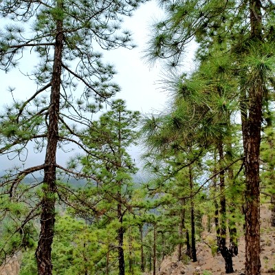 Paseando por los montes de Tenerife  Elisabeth post image