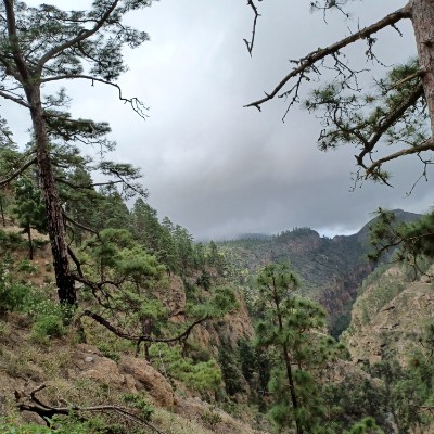 Paseando por los montes de Tenerife  Elisabeth post image