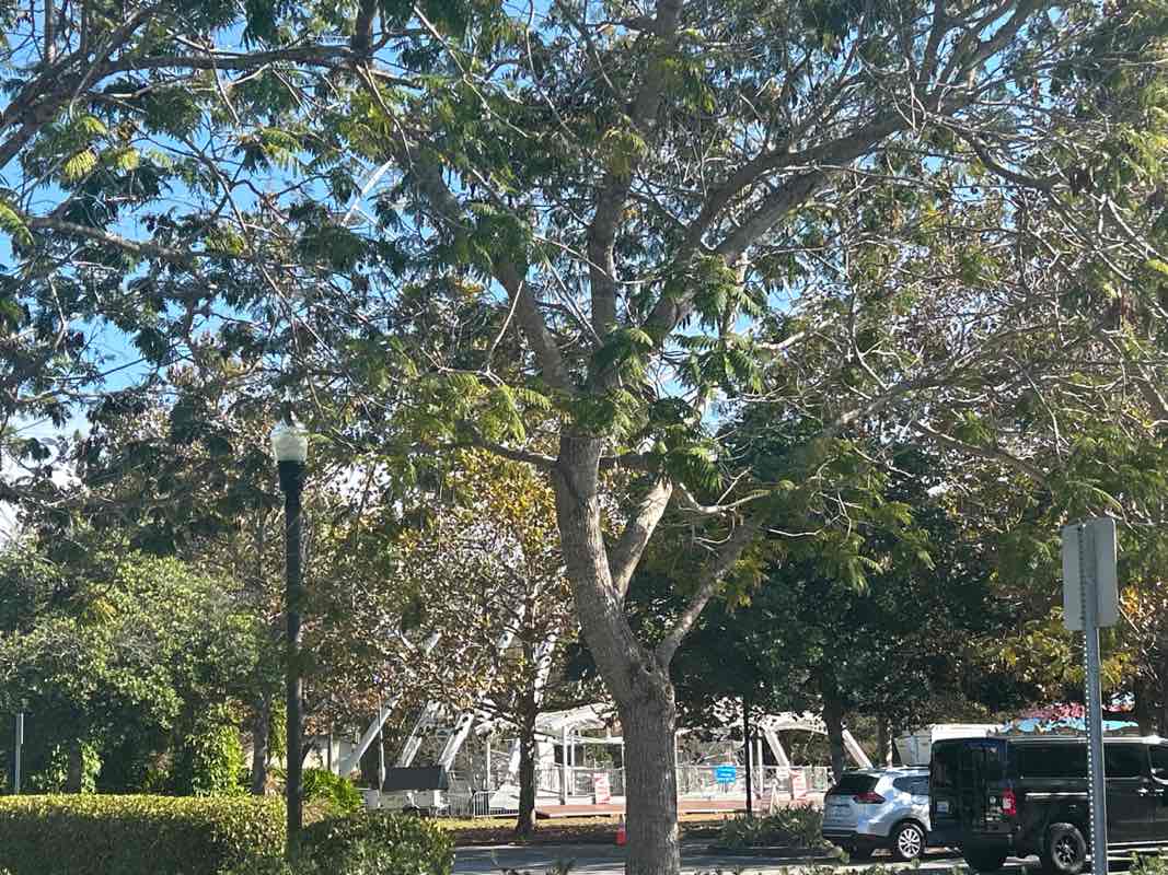 walking near me in Largo Central Park in winter