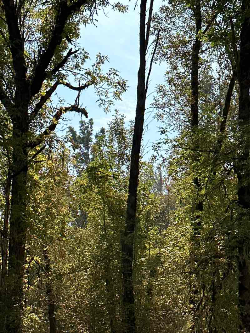 walking near me in Dr. Martin Luther King Jr Park in winter