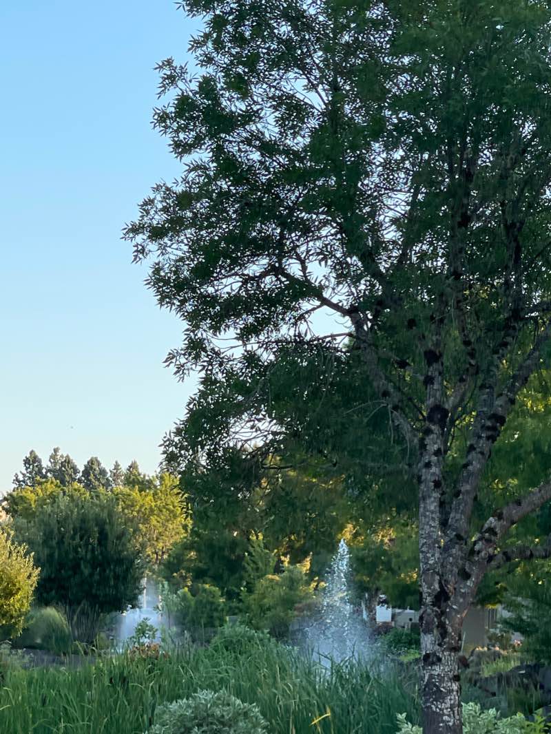walking near me in Chintimini Park in winter
