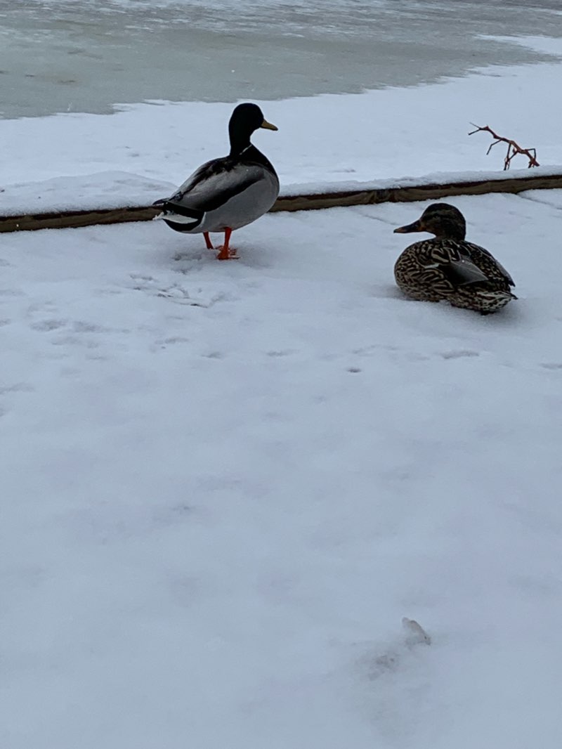 walking near me in Centennial Park in winter