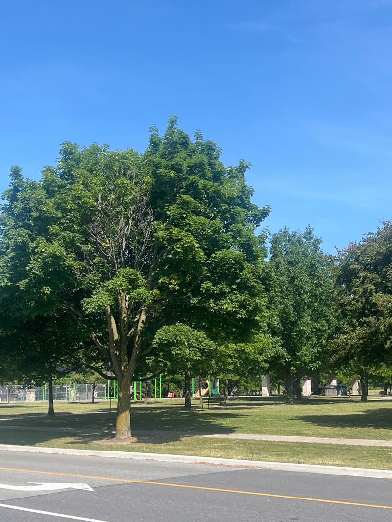 walking near me in Simonston Park in summer